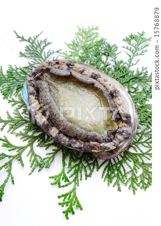 Abalone 15768879