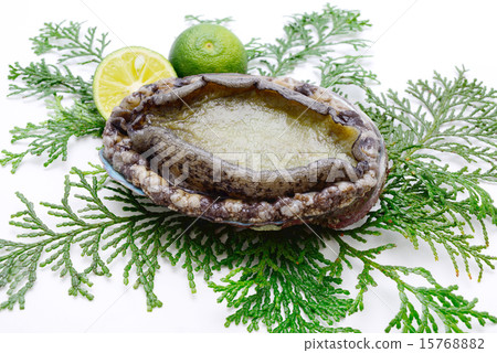 Abalone Abalone 15768882