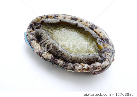 Abalone 15768883