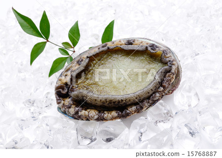 Abalone 15768887