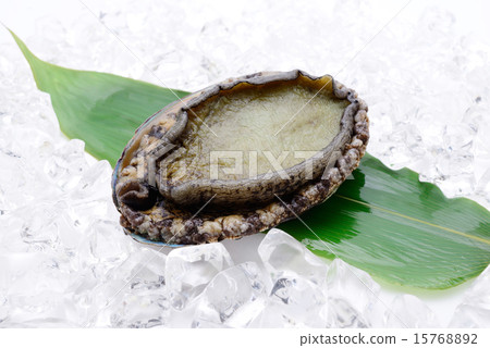 Abalone 15768892