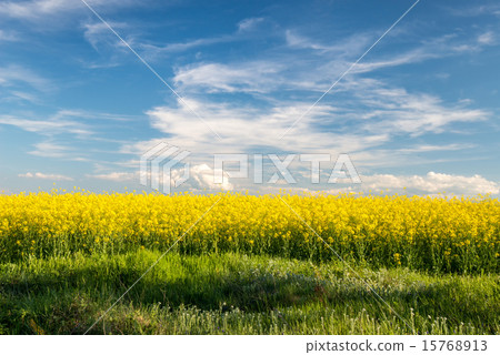 flowering field of colza outdoors in spring flowering field of colza outdoors in spring 15768913