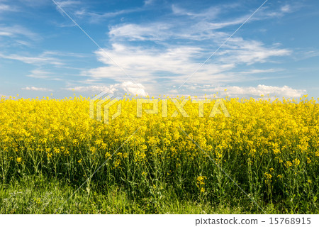 flowering field of colza outdoors in spring 15768915