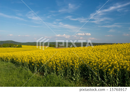 flowering field of colza outdoors in spring 15768917
