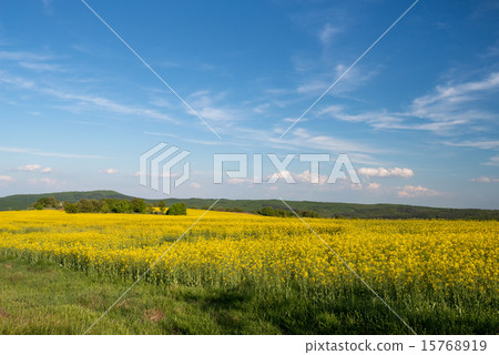 flowering field of colza outdoors in spring flowering field of colza outdoors in spring 15768919