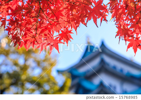 Nagoya castle in the late autumn Nagoya castle in the late autumn 15768985