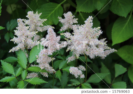 Astilibian花 15769063