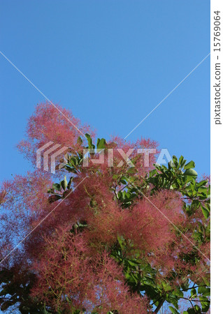 在煙樹的花朵之後，花朵圖案伸展開來 15769064