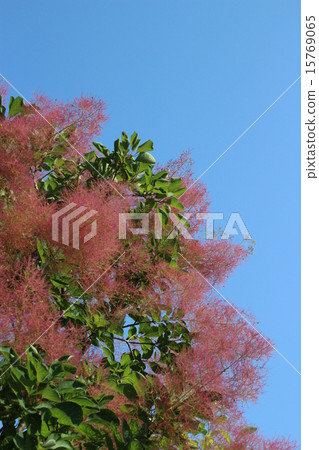 在煙樹的花朵之後，花朵圖案伸展開來 15769065