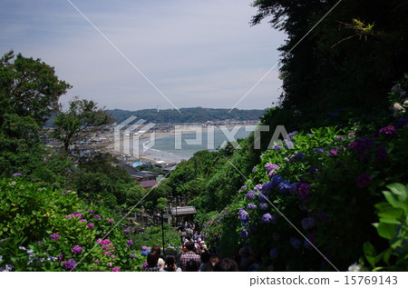 Kasakura的繡球花 Kasakura的繡球花 15769143