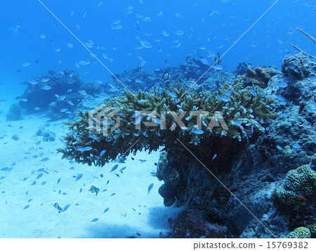 Branches of Okinawa · Iriomote Island Coral coral reef and a group of debasuzume die 15769382