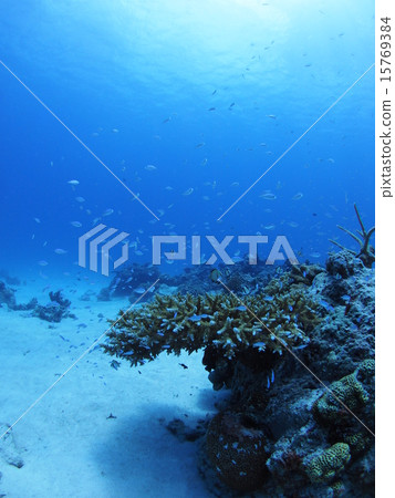沖繩的分支·西表島珊瑚珊瑚礁和一群debasuzume死 15769384