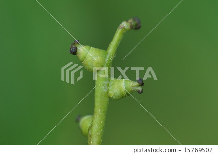 天然植物樺樹果實，雌花開花和橡子的基部開始形成。在秋天，它將是一個很好的橡子 15769502