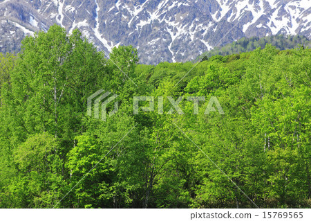 北海道富良野新綠色森林 15769565