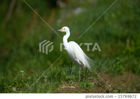 Chu rabbit Chu rabbit 15769672