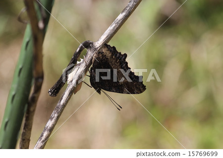 Heredoga oro 06 Heredoga oro 06 15769699