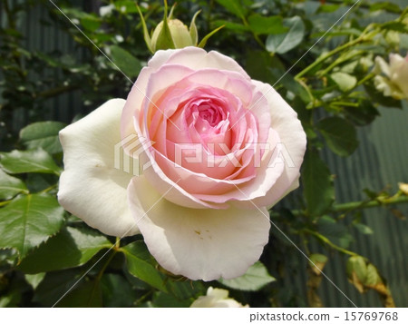 Pierre de Ronsal上升了 Pierre de Ronsal上升了 15769768