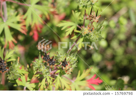 美國物種Furo 02 美國物種Furo 02 15769798