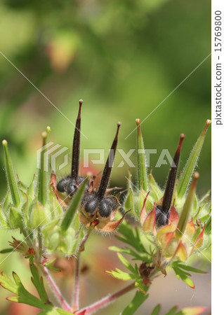American species of Furo 04 15769800