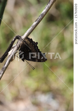 Heredome owl 07 Heredome owl 07 15769809