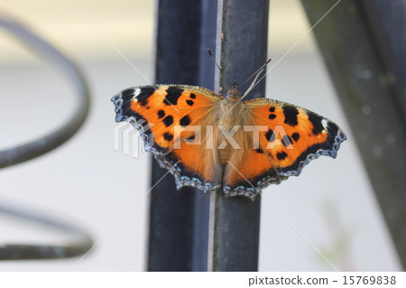 Heredome owl 07 Heredome owl 07 15769838