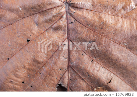 Close up natural old brown leaf background texture 15769928