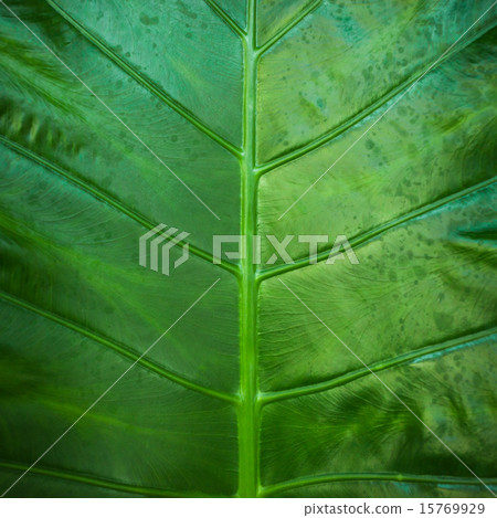 Close up natural green leaf background texture 15769929