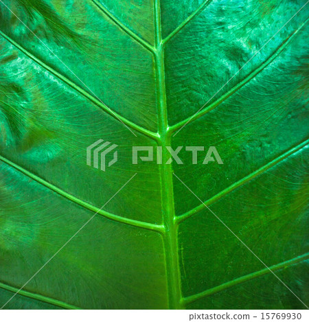 Close up natural green leaf background texture 15769930