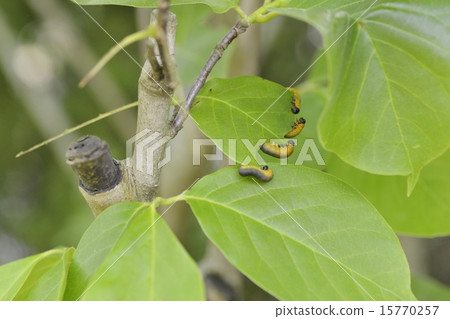 Caterpillar larva Caterpillar larva 15770257