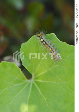 My larva larva 15770356