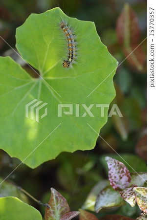 我的幼蟲幼蟲 15770357