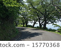 初夏的樹木 15770368