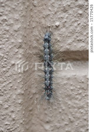 Caterpillar larvae Caterpillar larvae 15770426