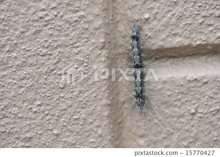 Caterpillar larvae Caterpillar larvae 15770427