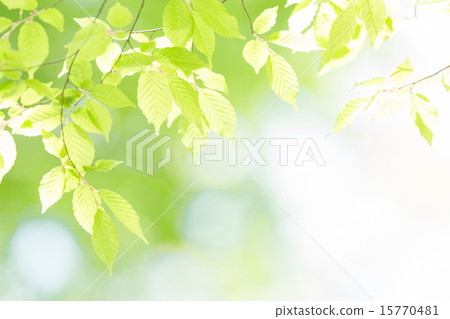 Fresh fresh green image material Fresh fresh green image material 15770481