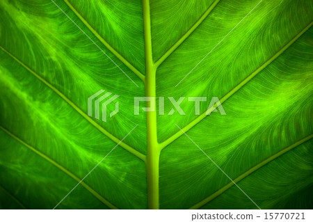 Close up natural backlight green leaf background 15770721
