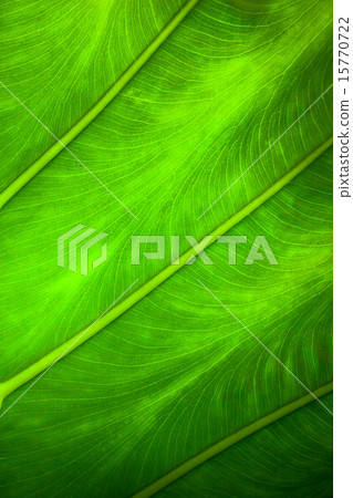 Close up natural backlight green leaf background 15770722