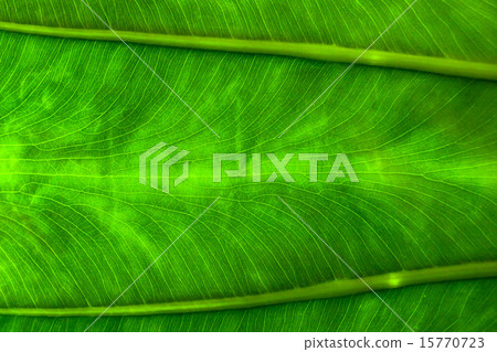 Close up natural backlight green leaf background 15770723