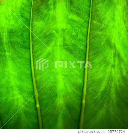 Close up natural backlight green leaf background 15770724