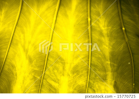 Close up natural backlight leaf background texture 15770725