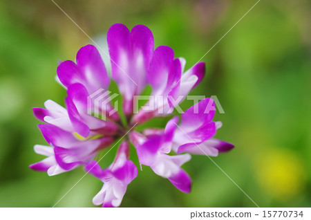 Renge 15770734