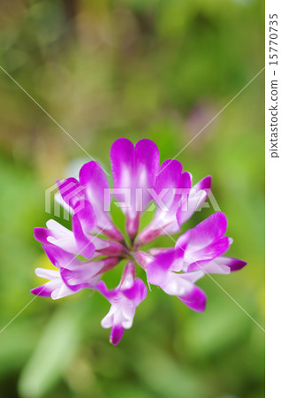 Renge 15770735