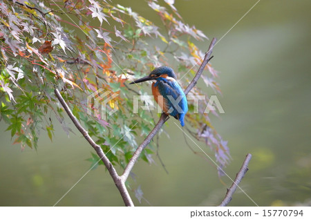 Kingfisher 15770794