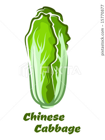 Chinese cabbage vegetable with crinkly leaves 15770877