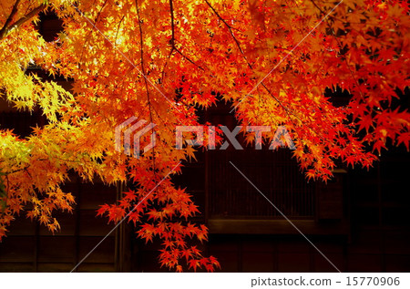 Maple leaves, maple Maple leaves, maple 15770906
