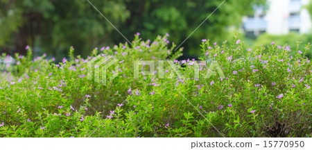 Little flower wall natural green background Little flower wall natural green background 15770950