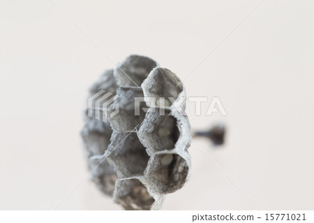 蜂窩Ashagami蜂箱 蜂窩Ashagami蜂箱 15771021