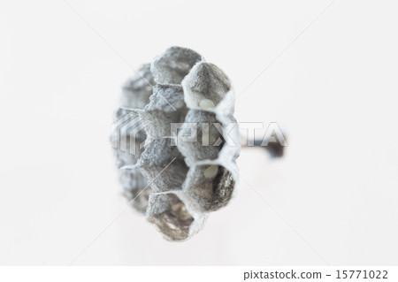 Honeycomb Ashagami beehive Honeycomb Ashagami beehive 15771022