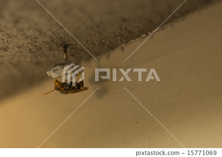 Honeycomb Ashagami beehive 15771069