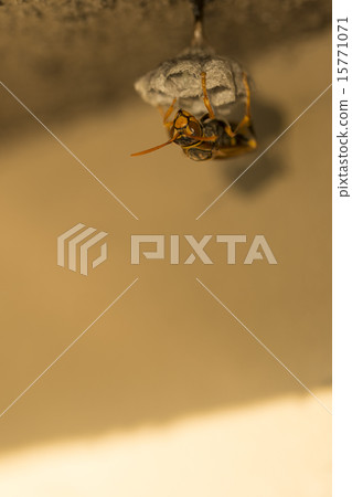 Honeycomb Ashagami beehive Honeycomb Ashagami beehive 15771071